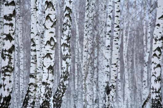 birch wood in winter Wall Mural
