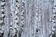 birch wood in winter Wall Mural