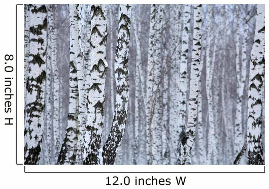 birch wood in winter Wall Mural