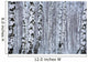 birch wood in winter Wall Mural