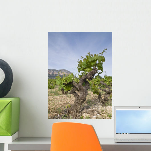 Vineyards Jvea