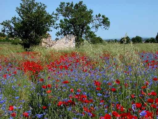 Rouge Et Bleu Wall Decal