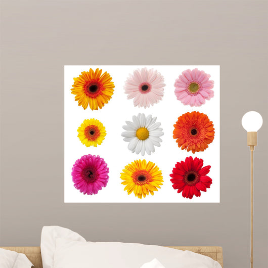 Daisy Collection