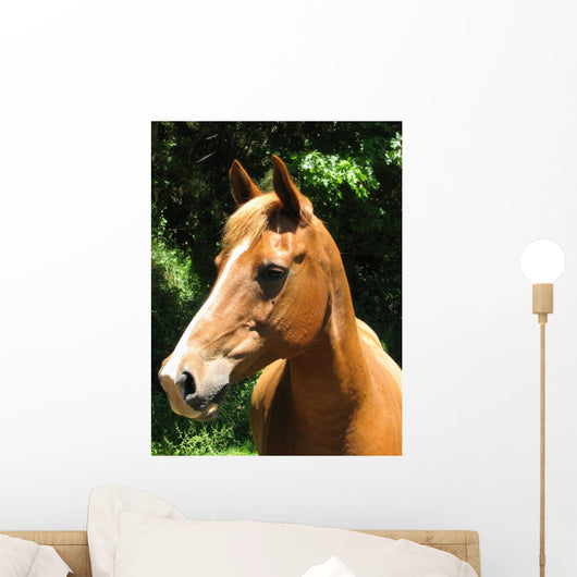 Horse Wall Mural