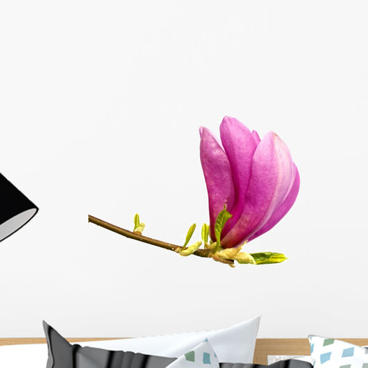 Magnolia