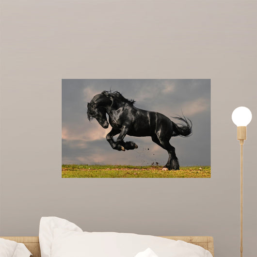 Black Friesian Stallion Gallop