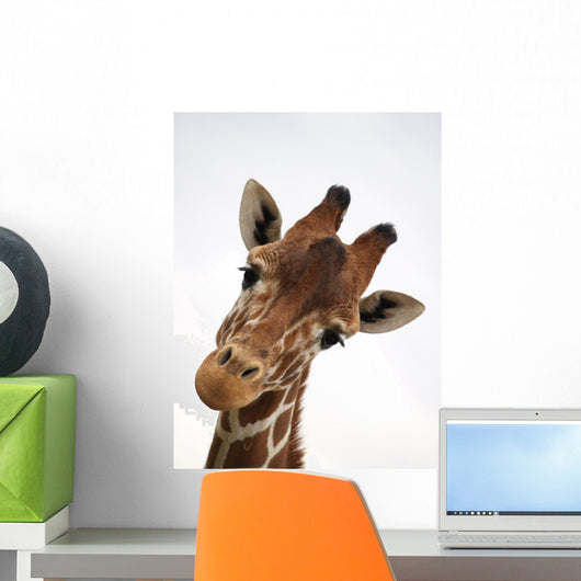 Ojos Mimosos Wall Decal