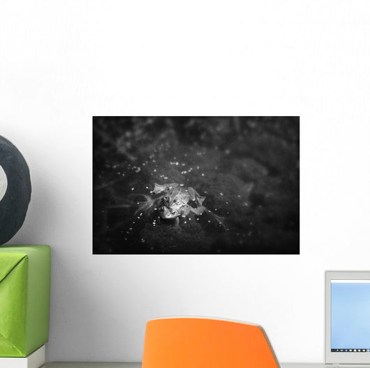 Two frogs in a pond mating by laying and fertilizing eggs Wall Mural