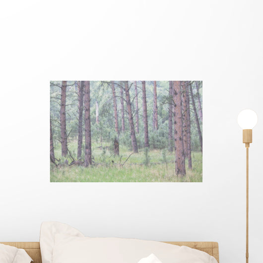 Trees in the fog along a highway in the black hills of south dakota Wall Mural