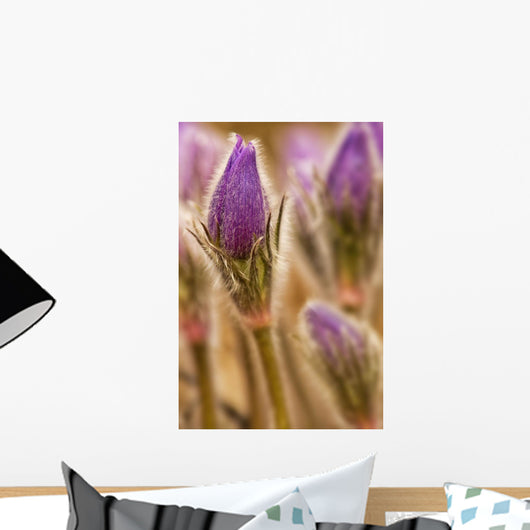 Detail of purple crocus at sunset Wall Mural