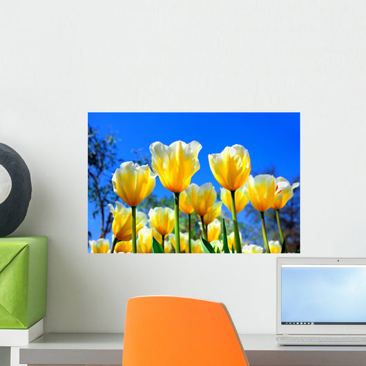 Bright Yellow-white Tulips
