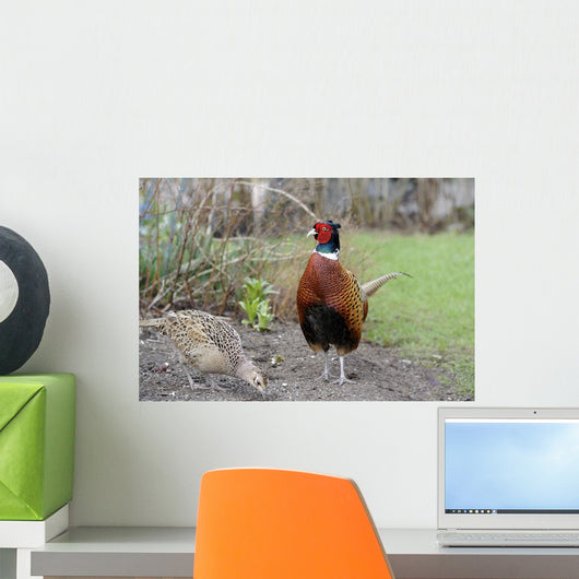 Common Pheasant Phasianus Colchicus