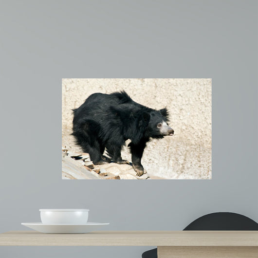 Curious Sloth Bear