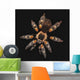 Spider on a black background Wall Mural