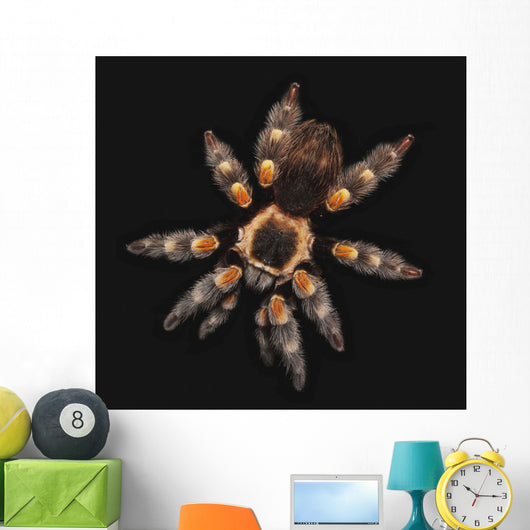 Spider on a black background Wall Mural