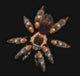 Spider on a black background Wall Mural