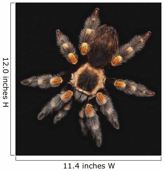 Spider on a black background Wall Mural