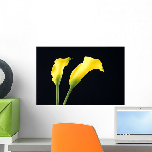 Two Yellow Calla Lilies