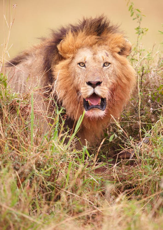 Lion Panthera Leo Wall Mural