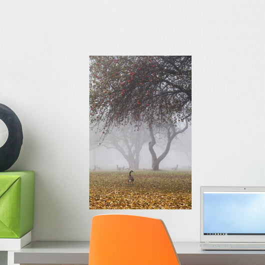 Canada geese sheltering under apple trees on a misty autumn morning Wall Mural