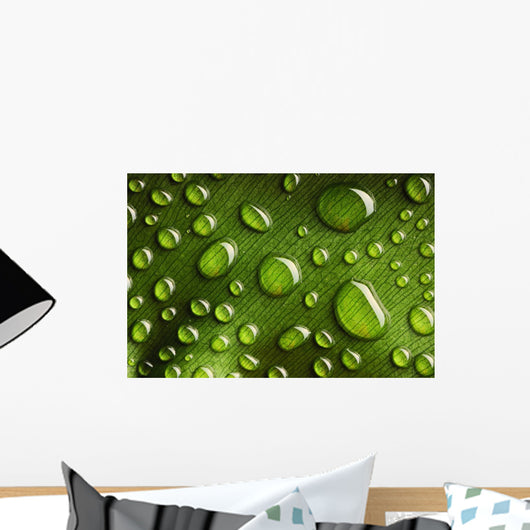 Water Drops Leaf