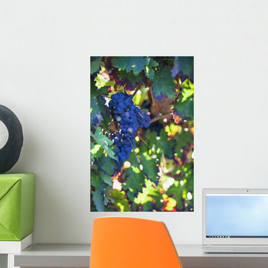 Grapes growing on a vine;Laguardia la rioja spain Wall Mural