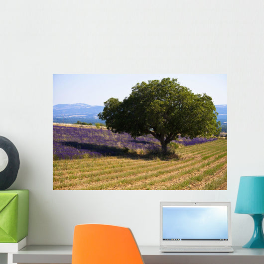 Blooming field of lavender with mountains Wall Mural