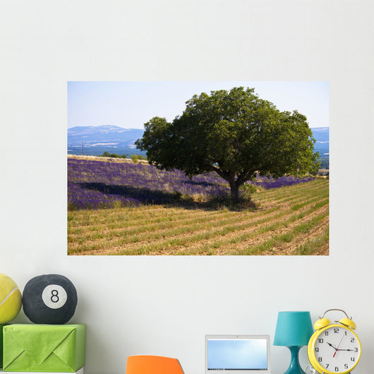 Blooming field of lavender with mountains Wall Mural