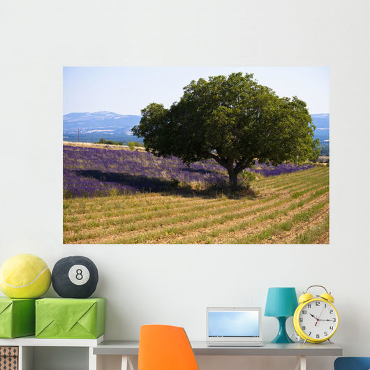 Blooming field of lavender with mountains Wall Mural