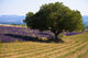 Blooming field of lavender with mountains Wall Mural