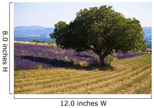 Blooming field of lavender with mountains Wall Mural