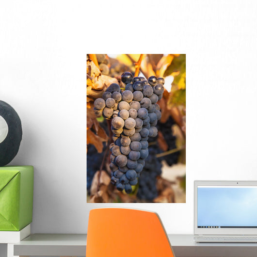 A cluster of grapes Wall Mural