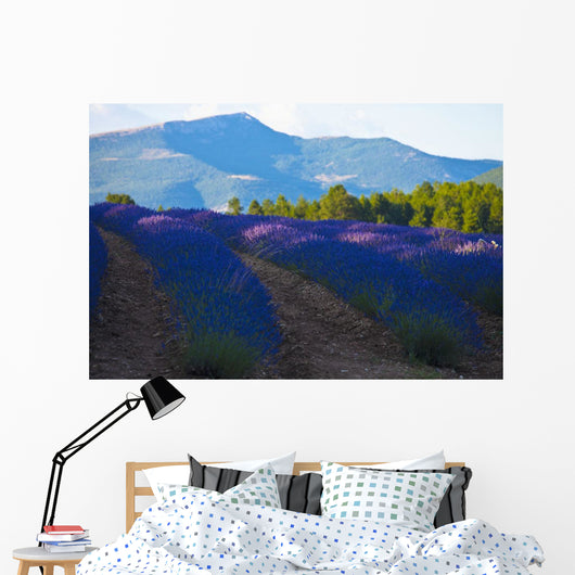 Blooming field of Lavender around Sault and Aurel Wall Mural