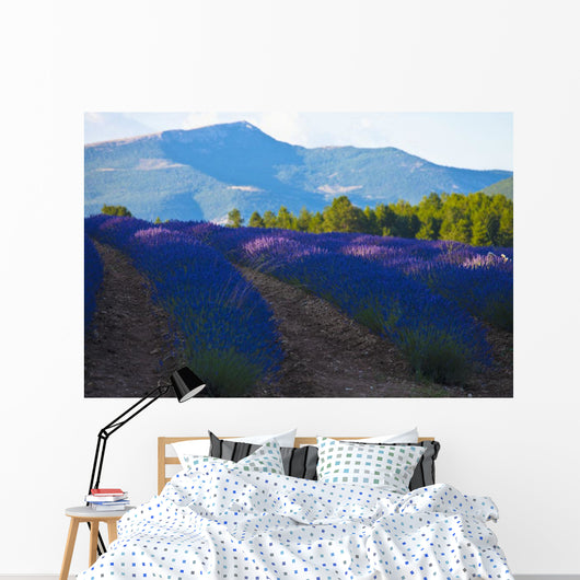 Blooming field of Lavender around Sault and Aurel Wall Mural