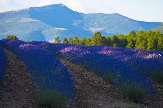 Blooming field of Lavender around Sault and Aurel Wall Mural