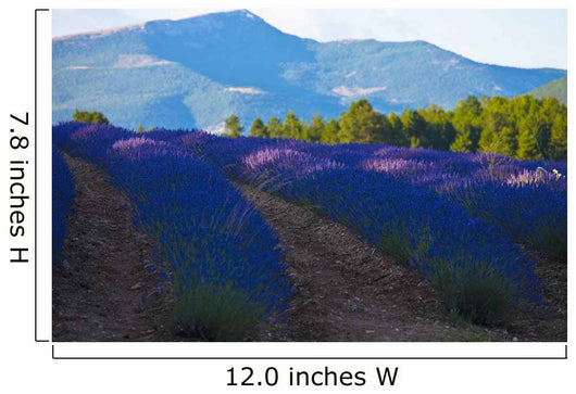 Blooming field of Lavender around Sault and Aurel Wall Mural