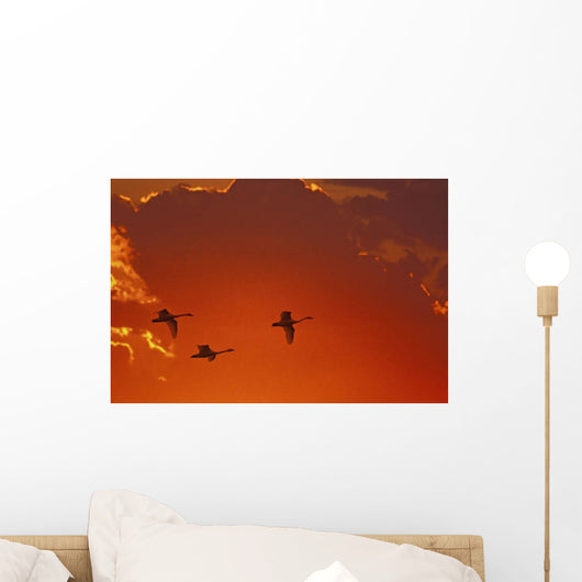 Trumpeter swans flying at sunset;Alaska united states of america Wall Mural