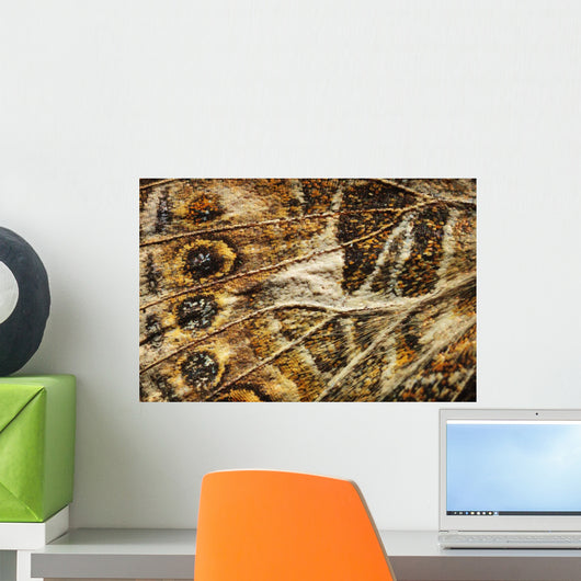 Close up of a butterfly wing Wall Mural