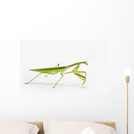 Praying Mantis White St Wall Decal