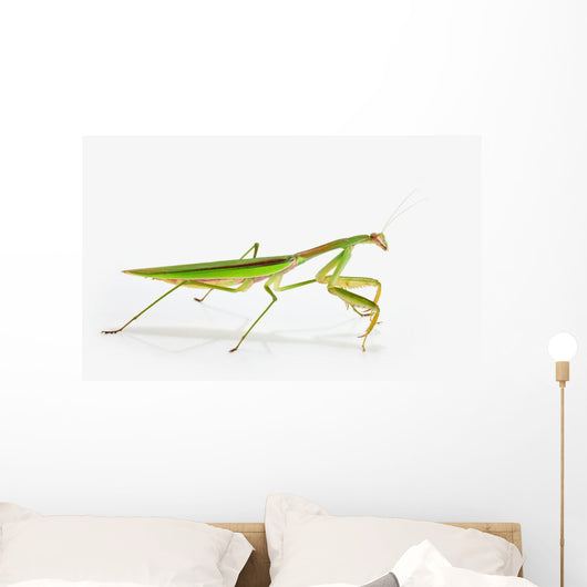 Praying Mantis White St Wall Decal