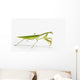 Praying Mantis White St Wall Decal