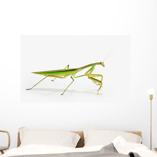 Praying Mantis White St Wall Decal
