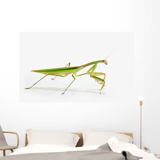Praying Mantis White St Wall Decal
