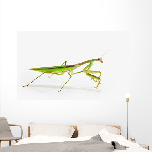 Praying Mantis White St Wall Decal