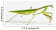 Praying Mantis White St Wall Decal