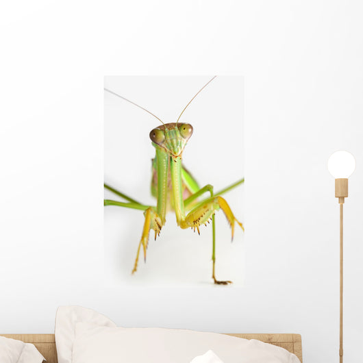 Praying mantis on white background;St albert alberta canada Wall Mural