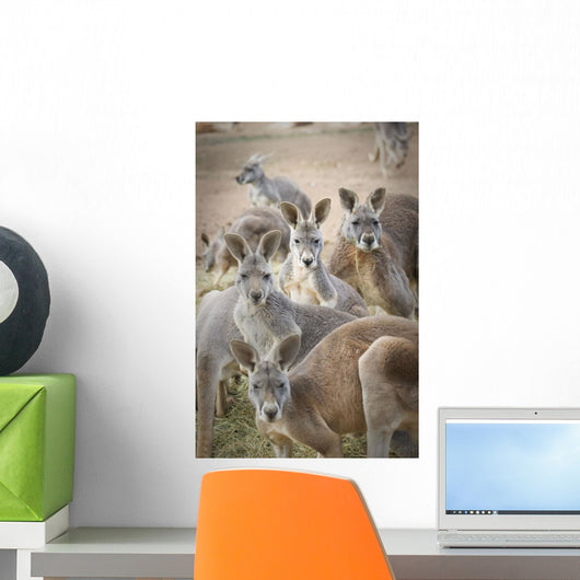 Kangaroos;Waga waga australia Wall Mural