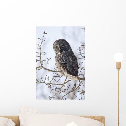 Close Up Of A Great Gray Owl Perched In A Tree Wall Mural