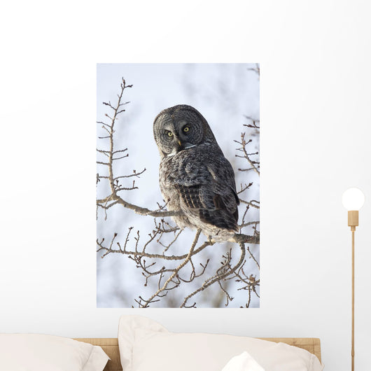 Close Up Of A Great Gray Owl Perched In A Tree Wall Mural