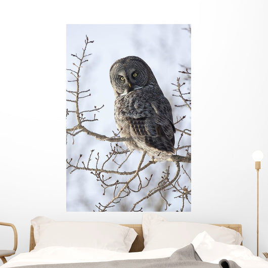 Close Up Of A Great Gray Owl Perched In A Tree Wall Mural